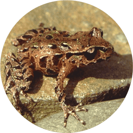 Pepeketua - Archey's Frog