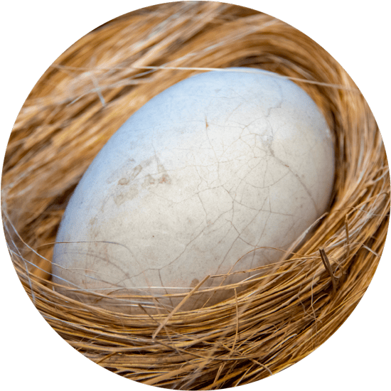 A single, large, white egg in a straw nest.