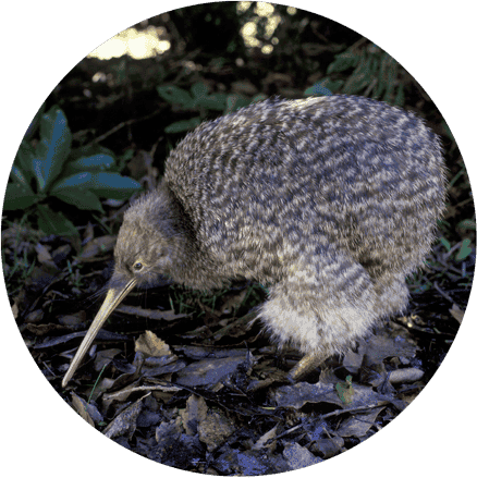 Kiwi pukupuku - Little spotted kiwi