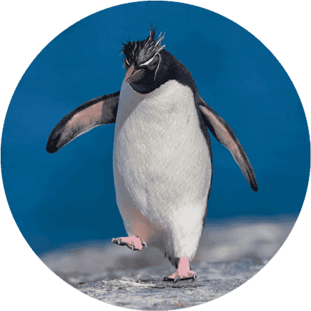 Tawaki piki toka - Rockhopper penguin
