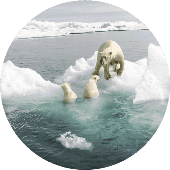 A polar bear on an iceberg