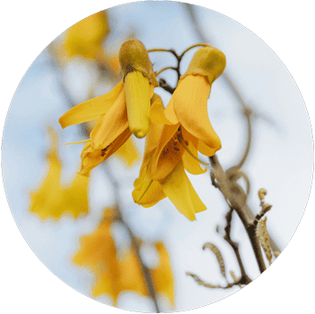 Kowhai Flower